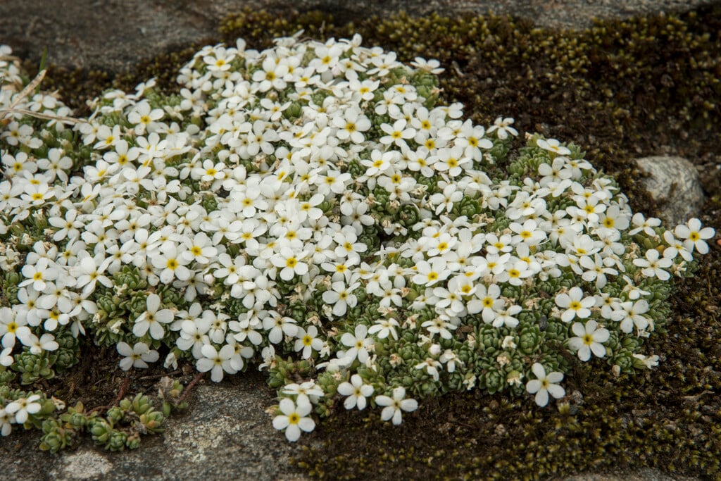 <i>Androsace</i> <i>alpina</i>