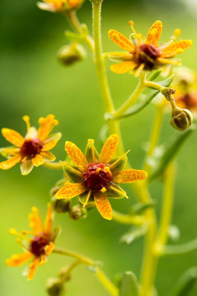 yellow saxifrage