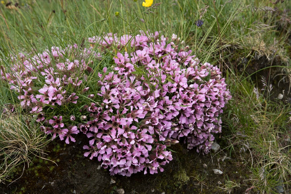 dwarf soapwort