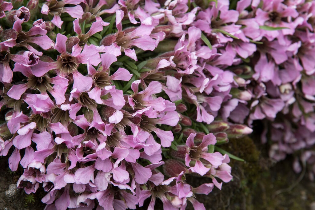 dwarf soapwort