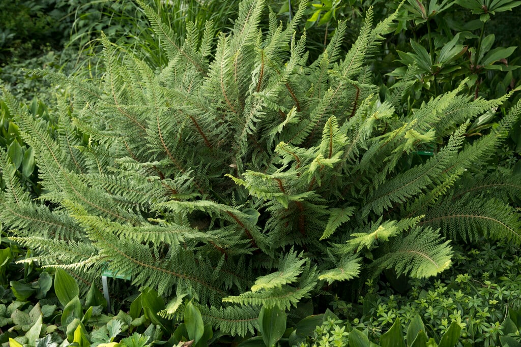 <i>Polystichum</i> <i>setiferum</i> (Divisilobum Group) 'Proliferum'
