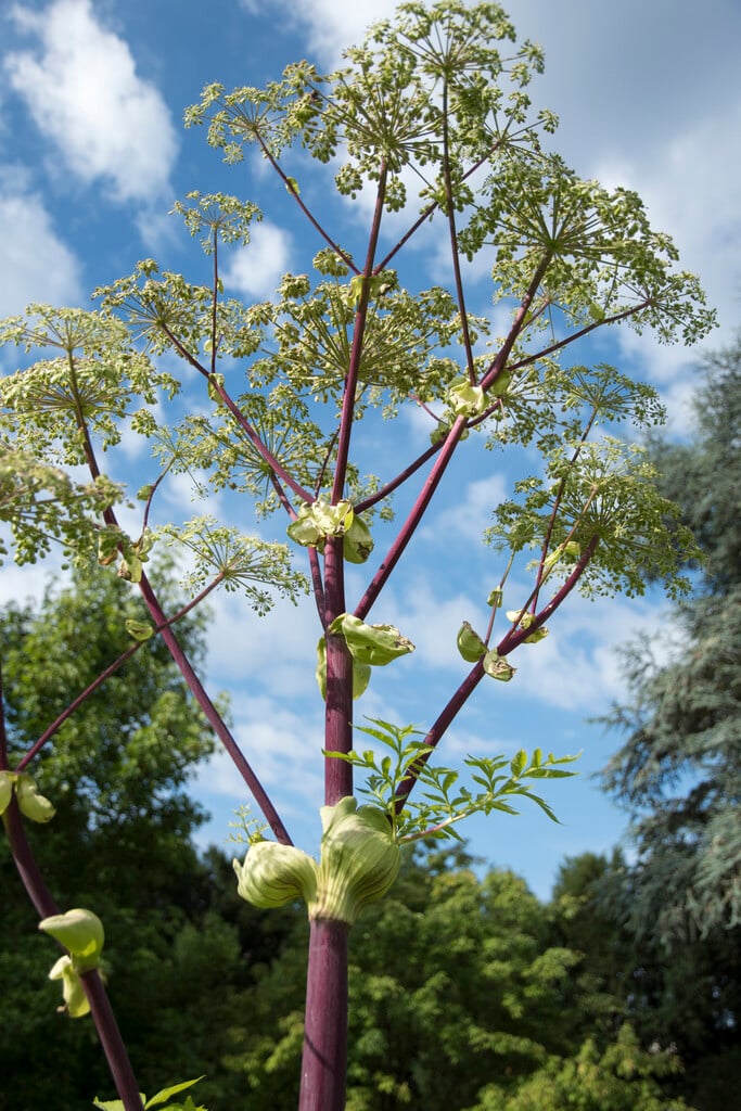 Dahurican angelica