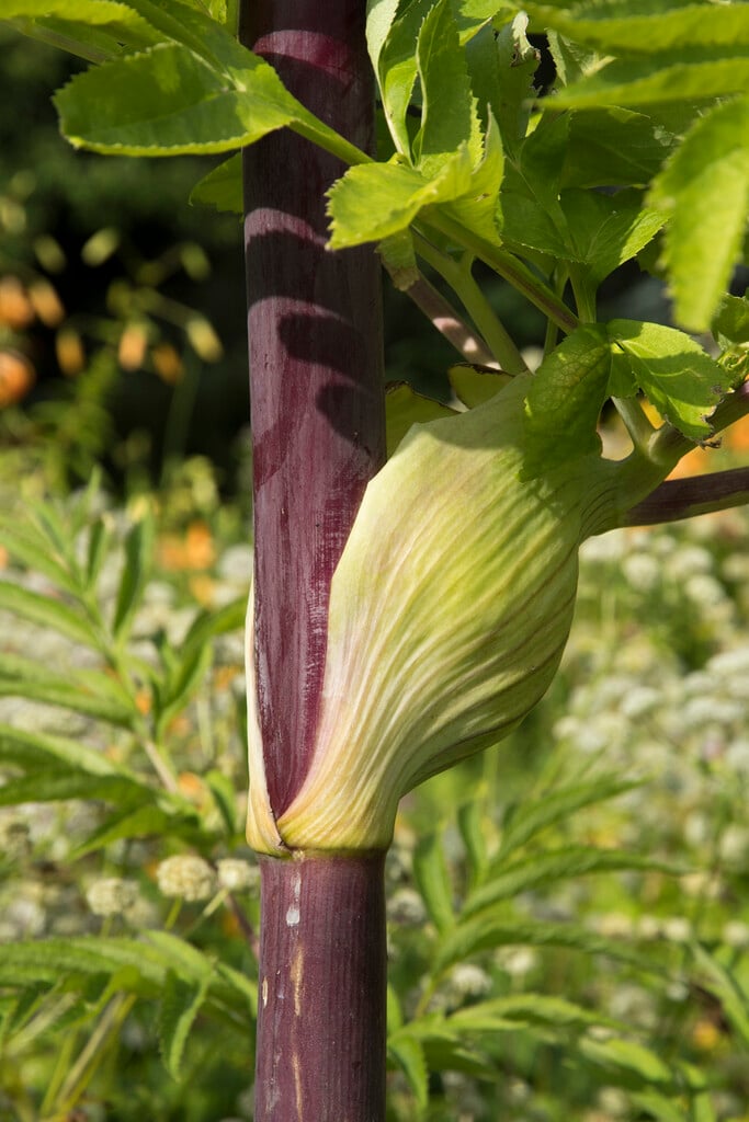 Dahurican angelica