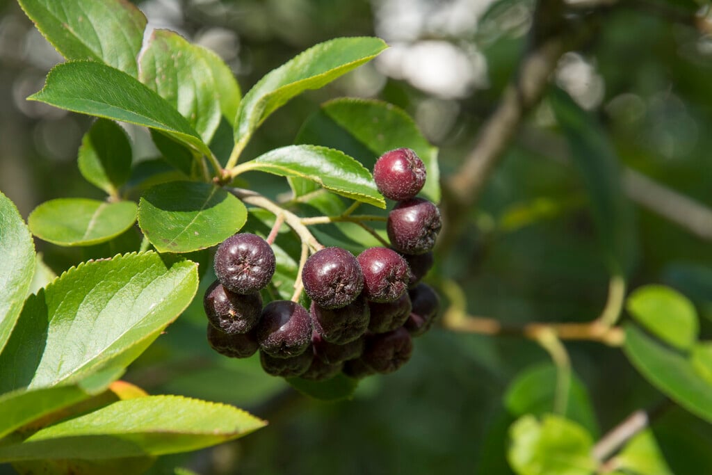 Sorbus melanocarpa | black chokeberry Shrubs/RHS Gardening