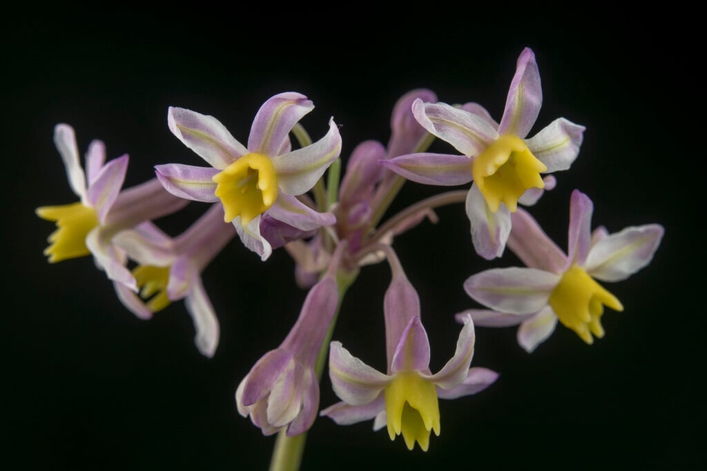 society garlic 'Cosmic'