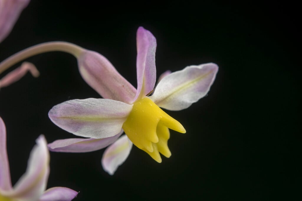 society garlic 'Cosmic'