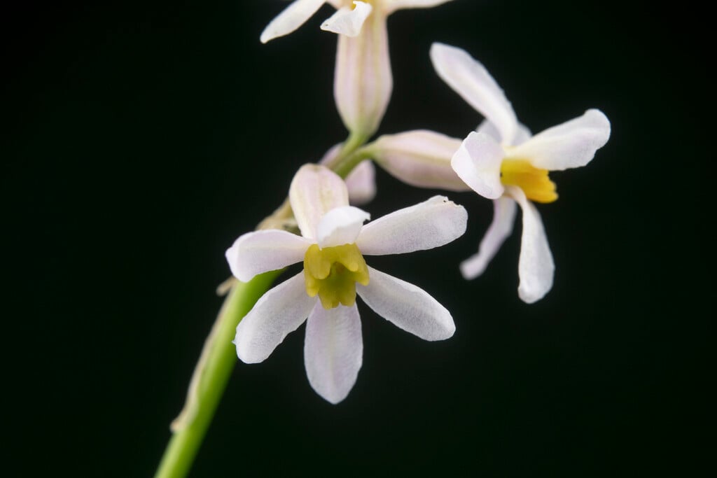 <i>Tulbaghia</i> <i>coddii</i>