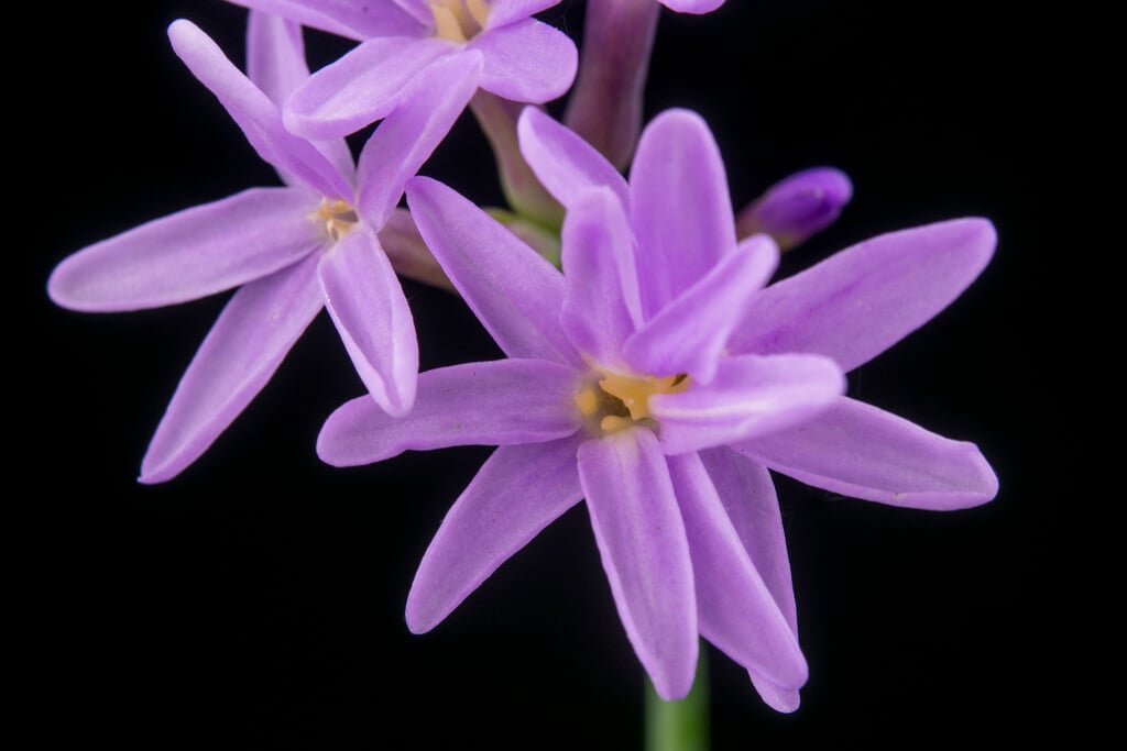 sea society garlic