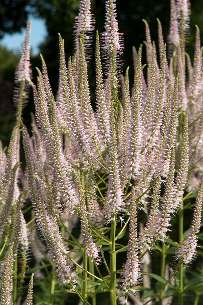 rosy Culver's root