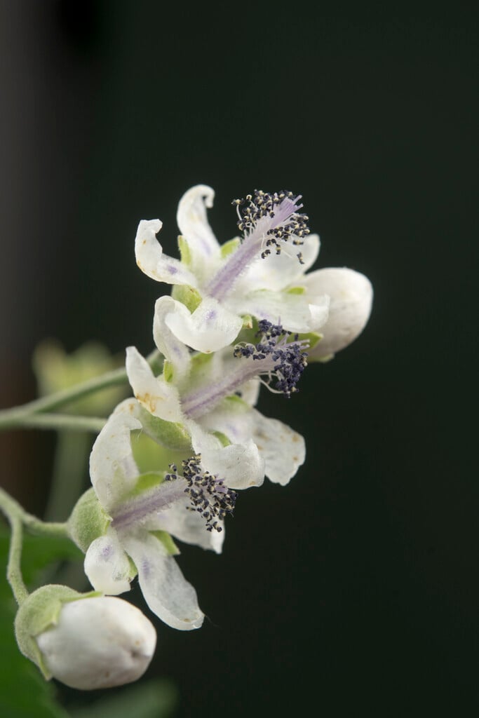 glade mallow