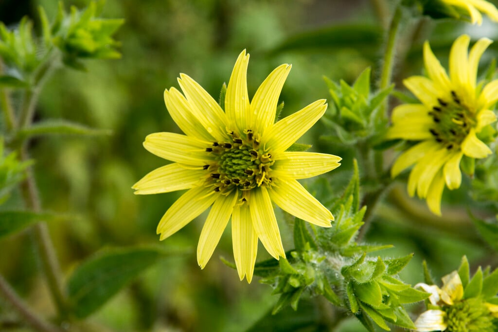 <i>Silphium</i> <i>mohrii</i>