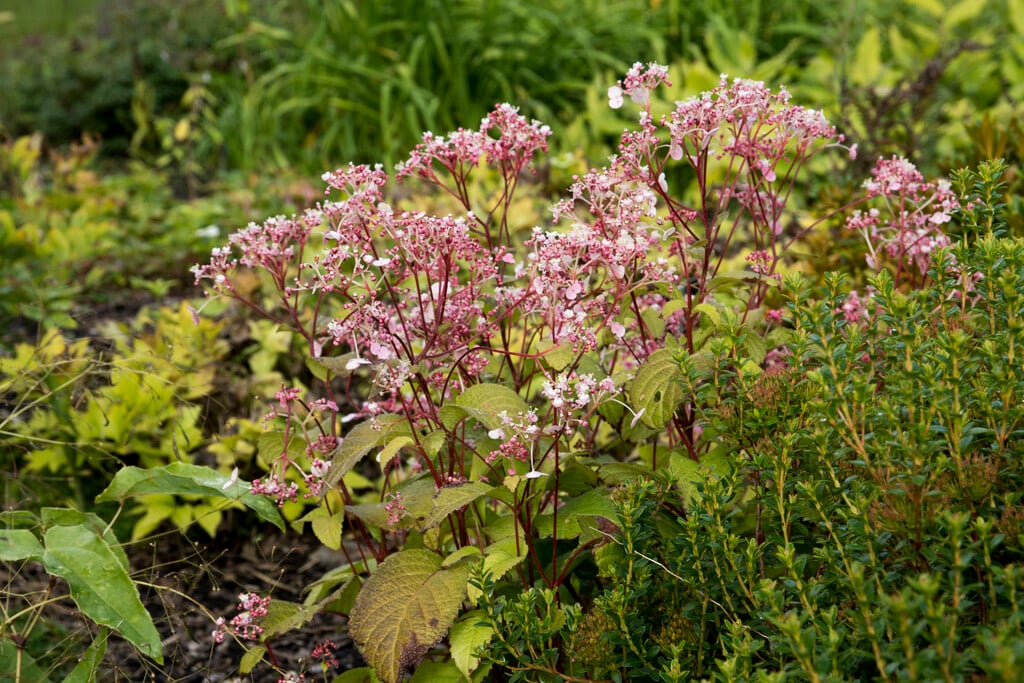 <em>Hydrangea</em> <em>moellendorffii</em>