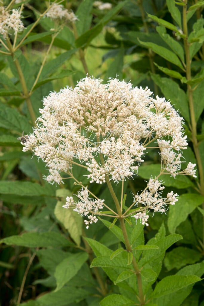 eupatorium 'Snowball'