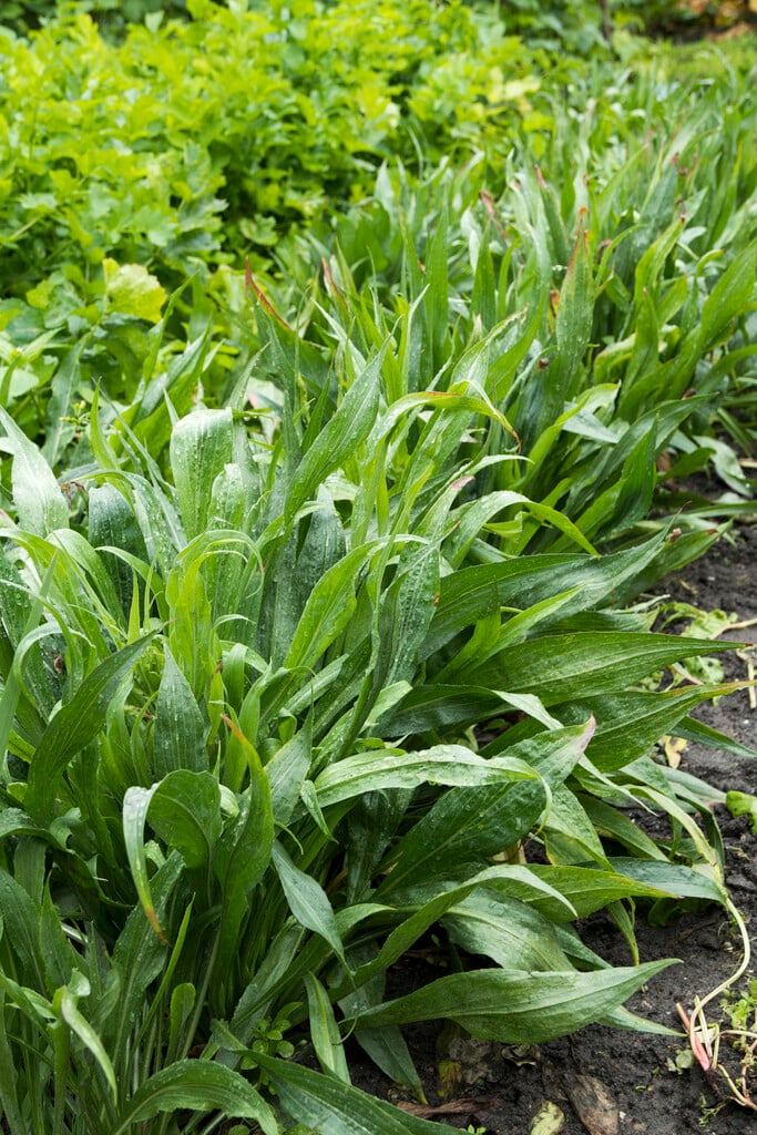 scorzonera