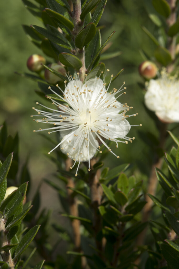 Tarentum myrtle