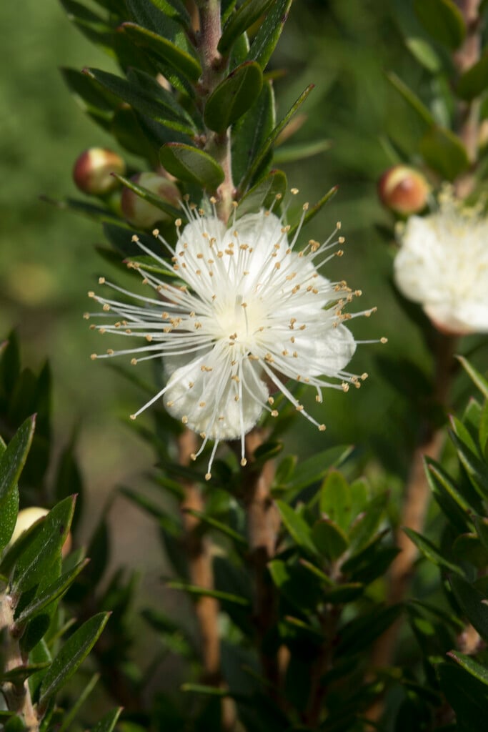 Tarentum myrtle