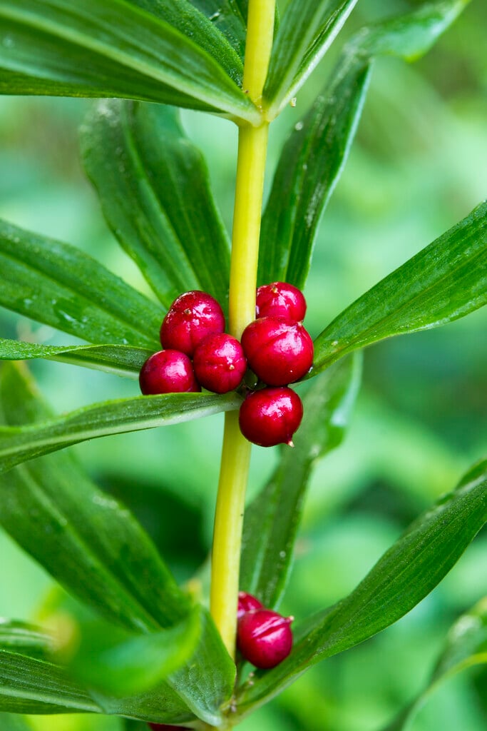 whorled Solomon's seal