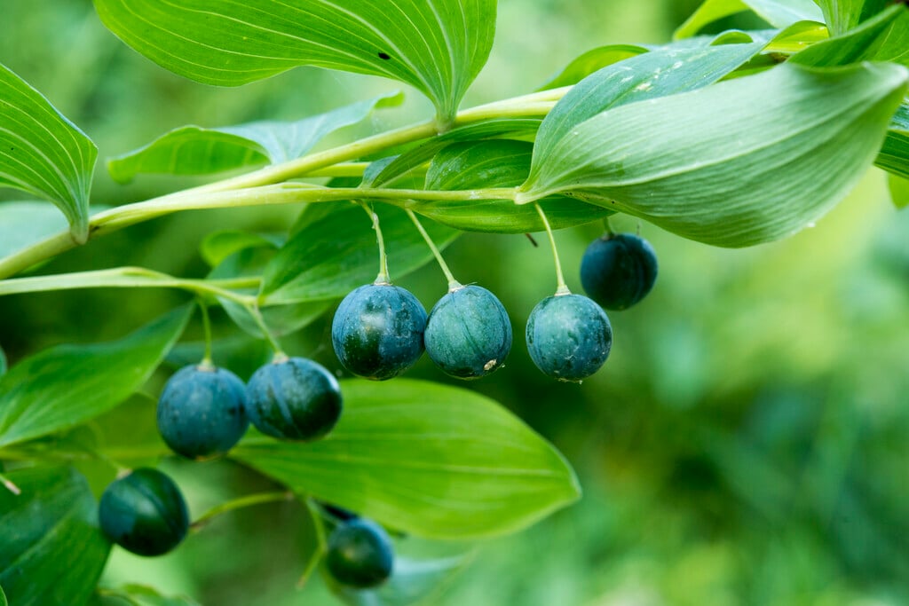 <i>Polygonatum</i> <i>multiflorum</i> var. <i>ramosum</i>