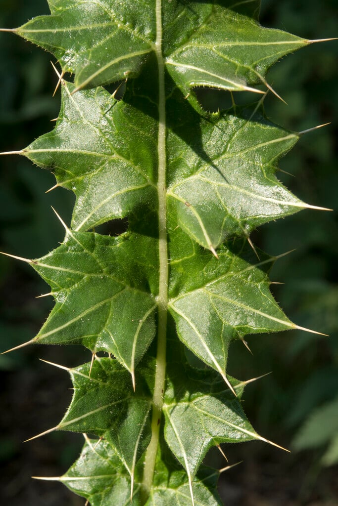 thistle-leaved berkheya
