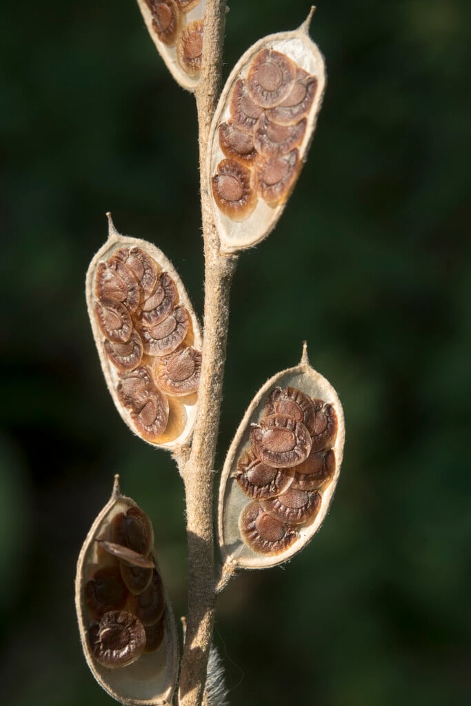 <i>Fibigia</i> <i>eriocarpa</i>