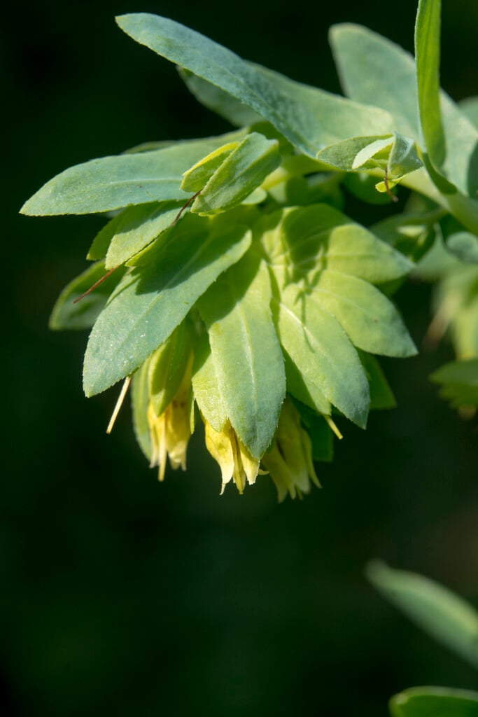 <i>Cerinthe</i> <i>minor</i>
