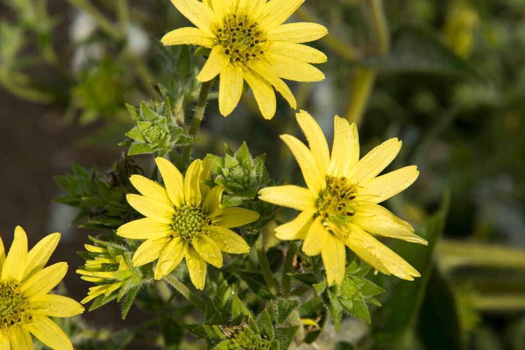 <i>Silphium</i> <i>mohrii</i>