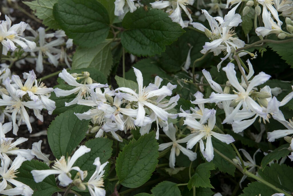clematis 'Sander'