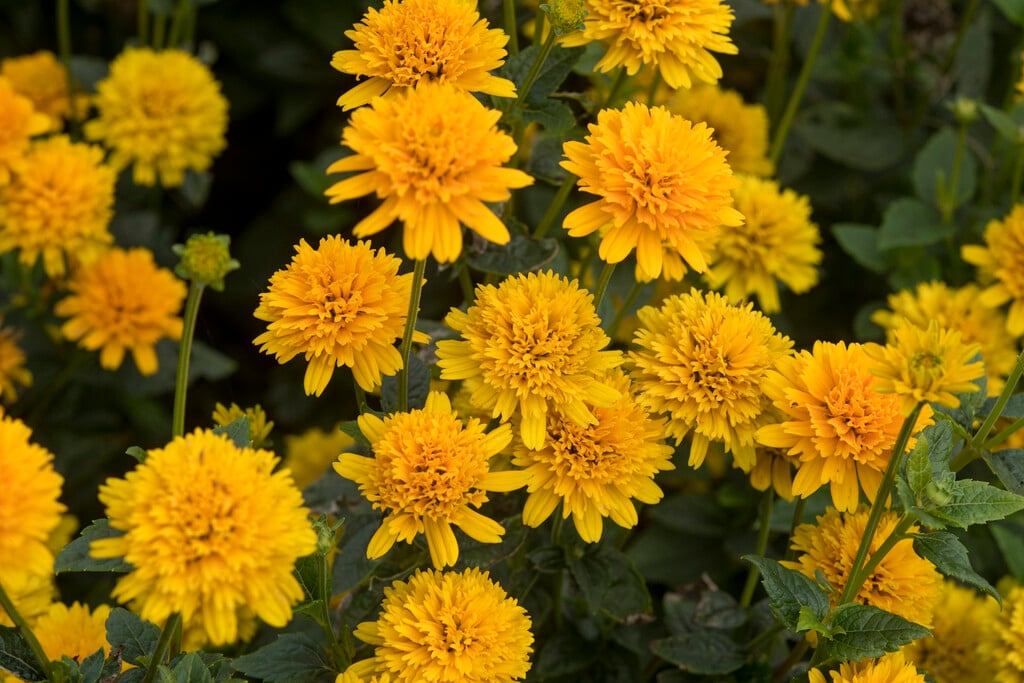 <em>Heliopsis</em> <em>helianthoides</em> var. <em>scabra</em> 'Asahi' (d)