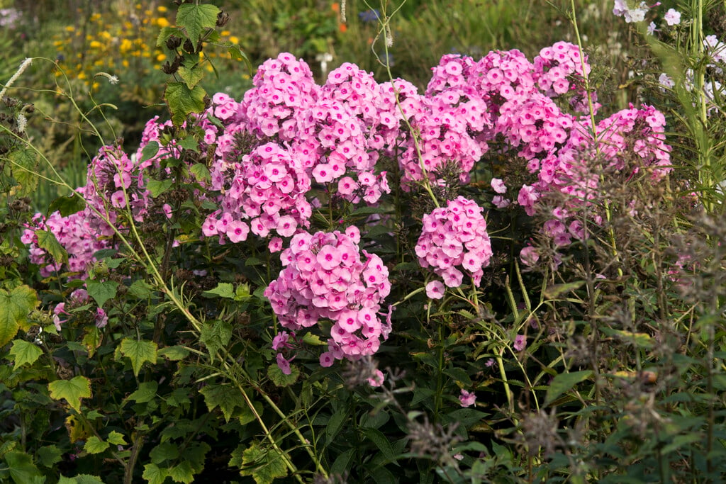 perennial phlox 'Herbstwalzer'