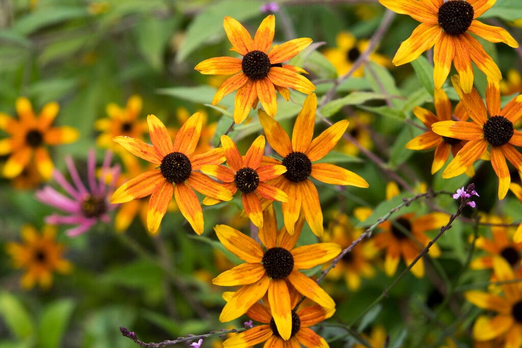 brown-eyed Susan 'Prairie Glow'