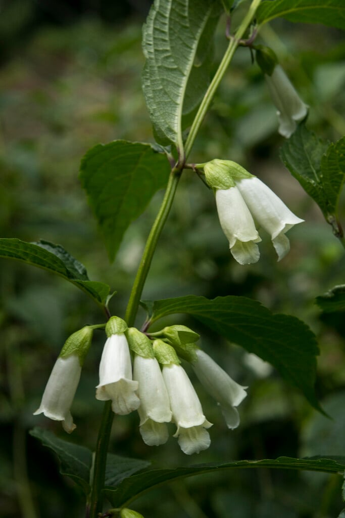 <i>Chelonopsis</i> <i>moschata</i> white-flowered