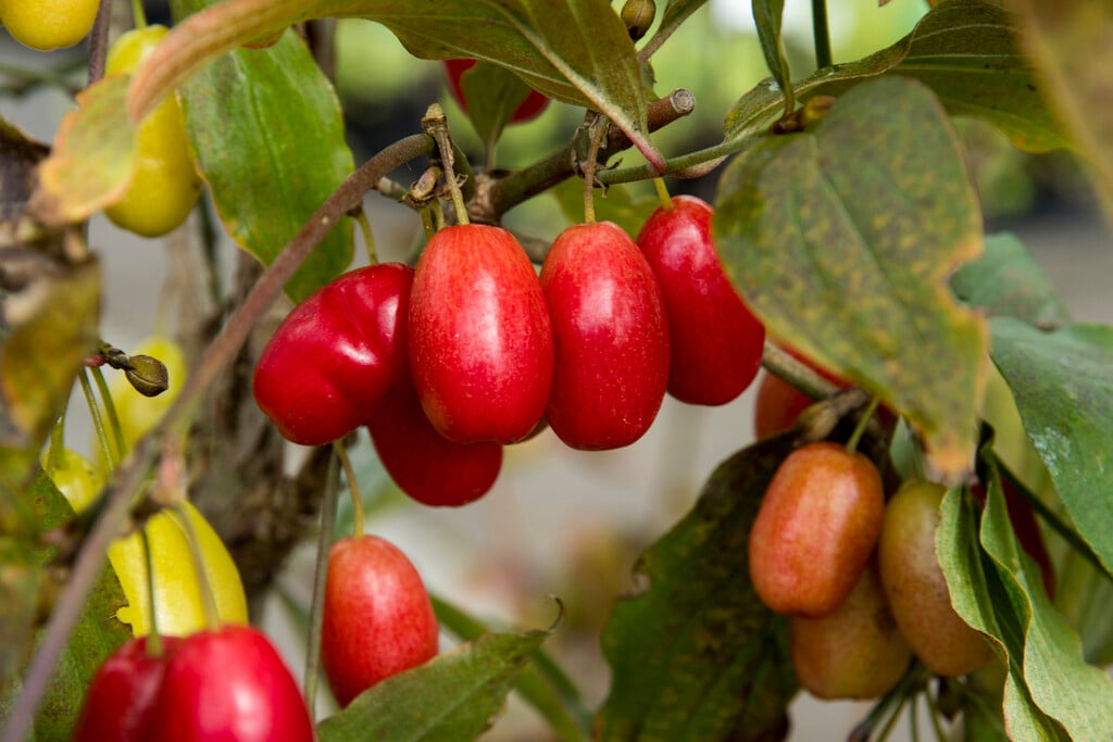 cornelian cherry 'Jolico'