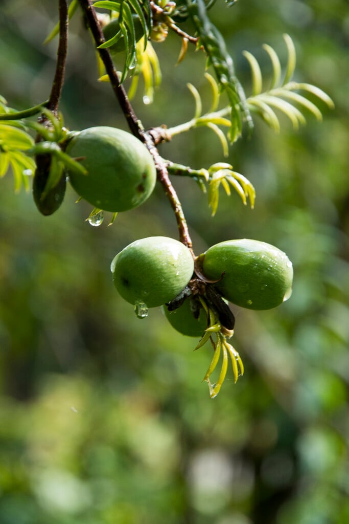 <i>Torreya</i> <i>nucifera</i>
