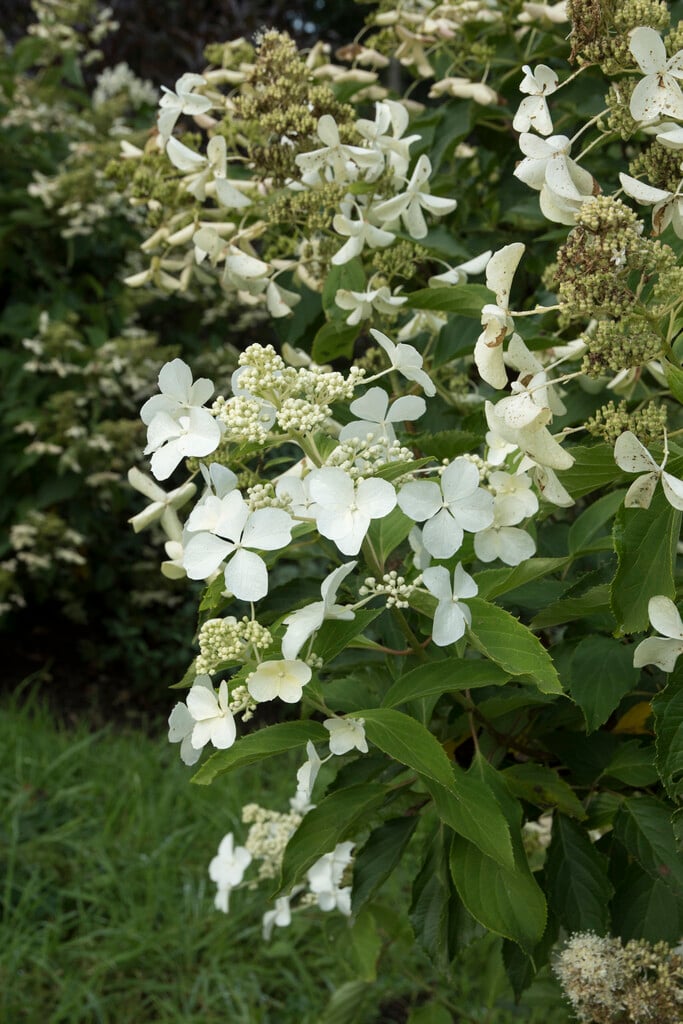 Жалаңаш Мика Хиджи