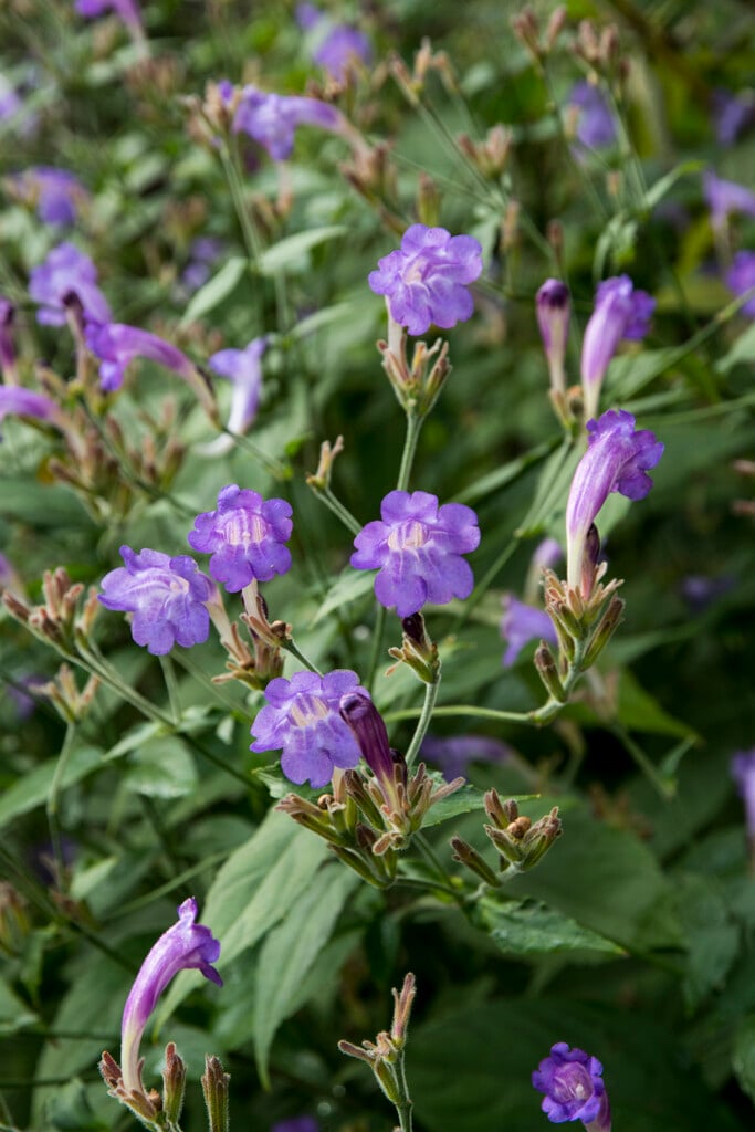 Rankan strobilanthes