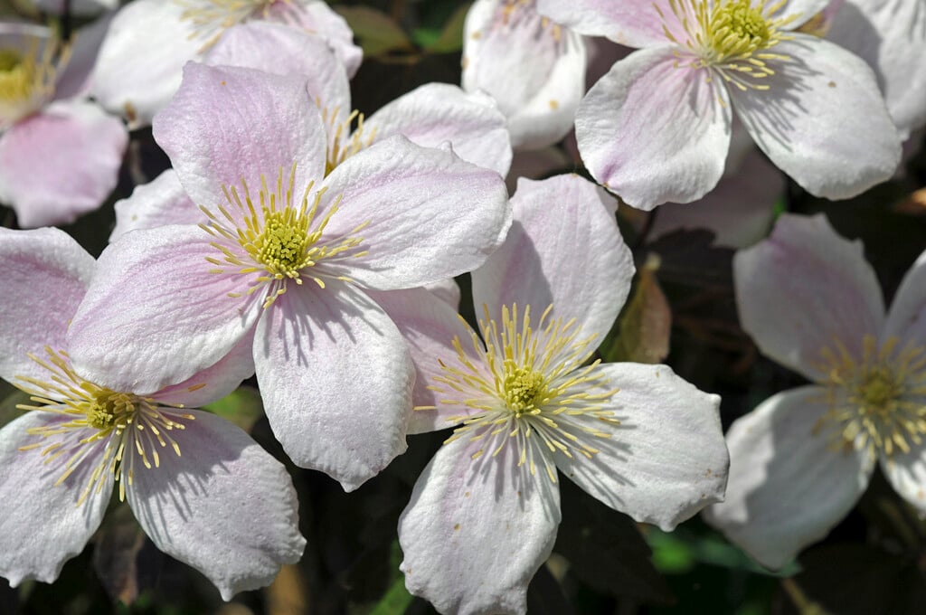 clematis 'Pink Perfection'