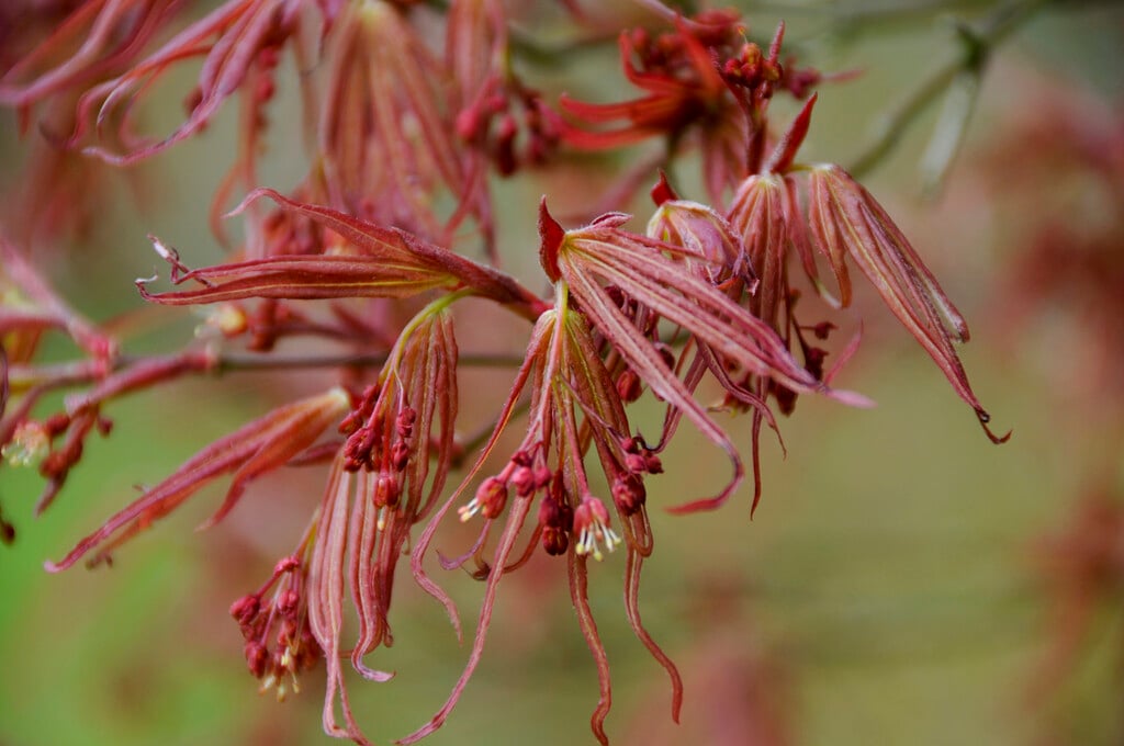 Japanese maple 'Linearilobum'