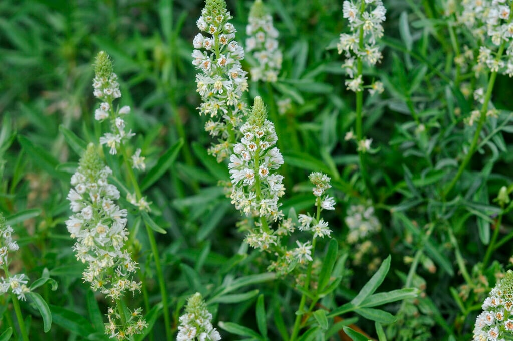 white mignonette
