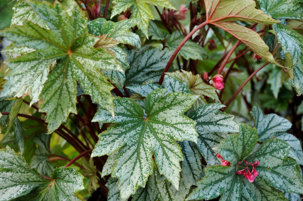 <i>Begonia</i> 'Silver Splendor'
