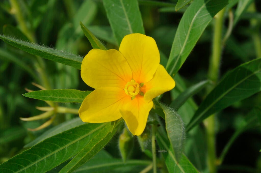 water primrose