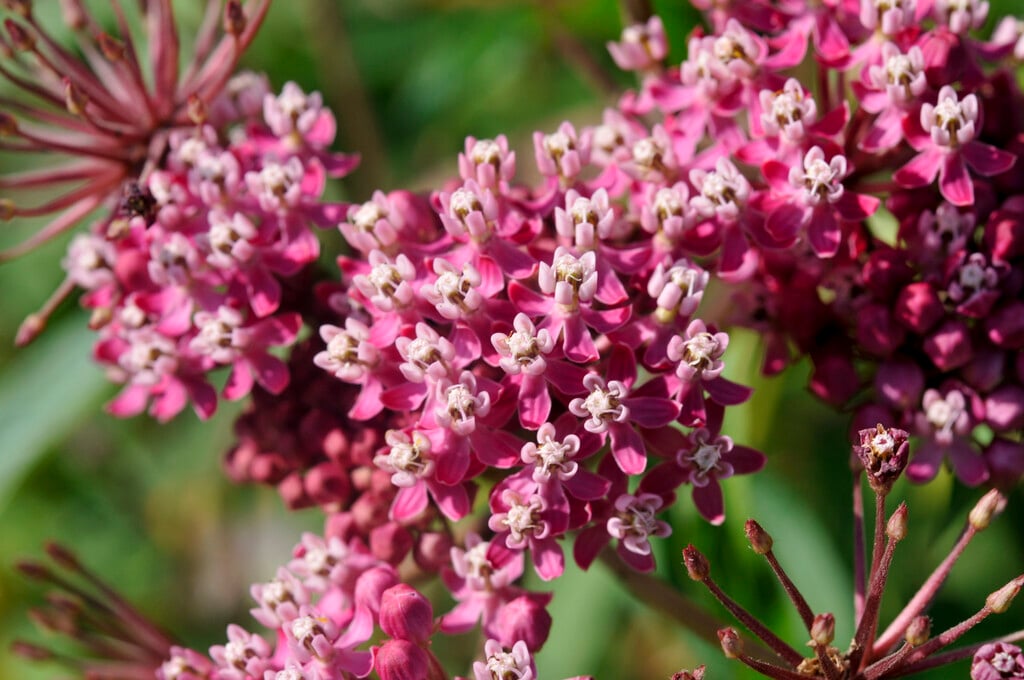 purple milkweed