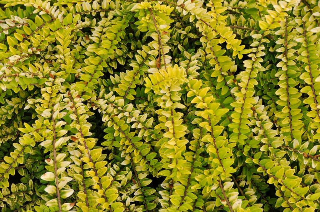 honeysuckle 'Golden Glow'
