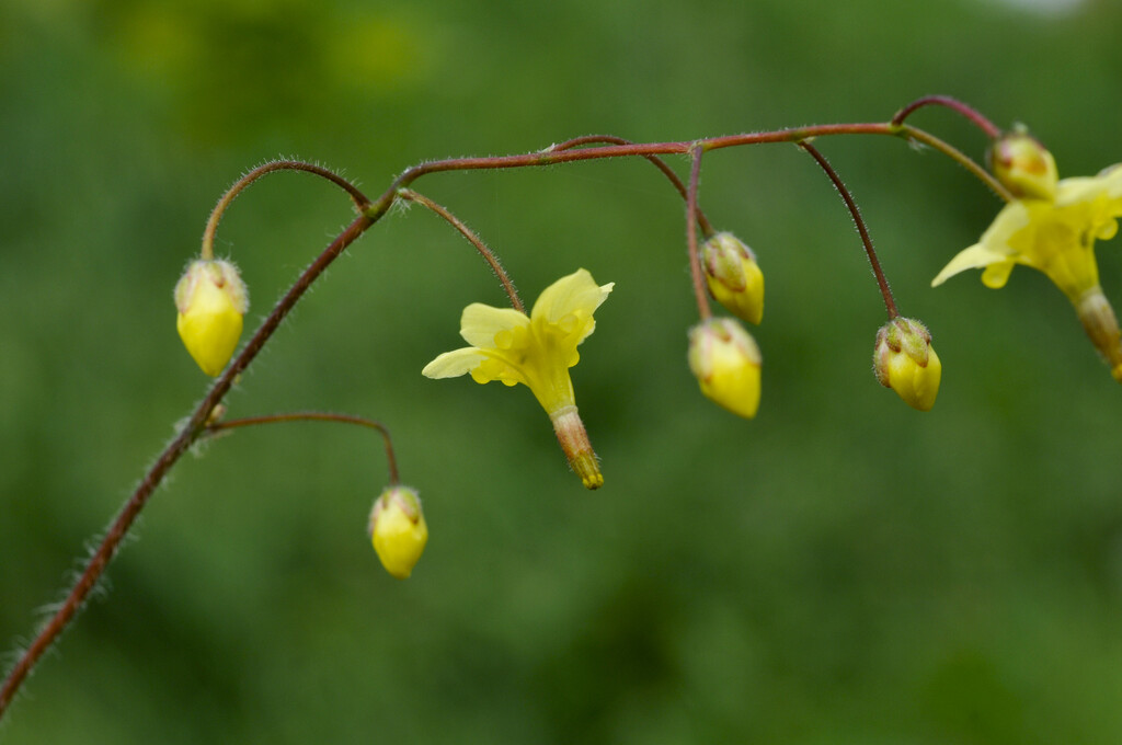 <i>Vancouveria</i> <i>chrysantha</i>