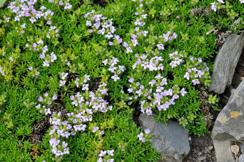 <i>Thymbra</i> <i>capitata</i>