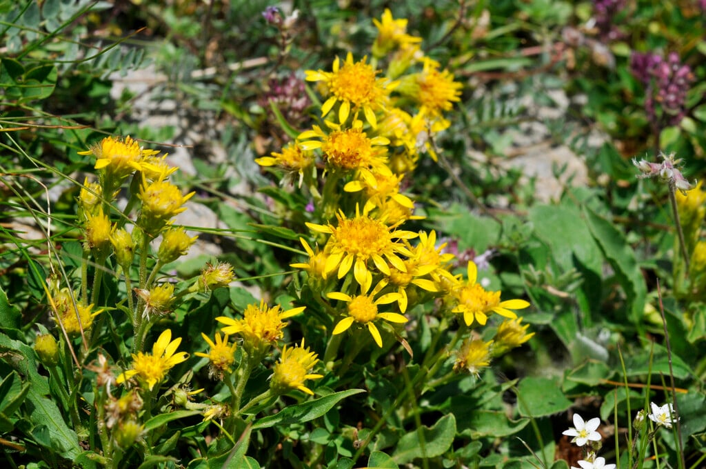 dwarf goldenrod