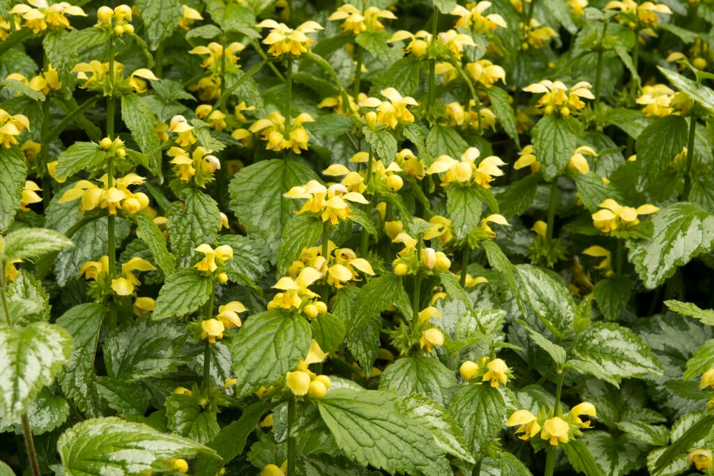 yellow archangel