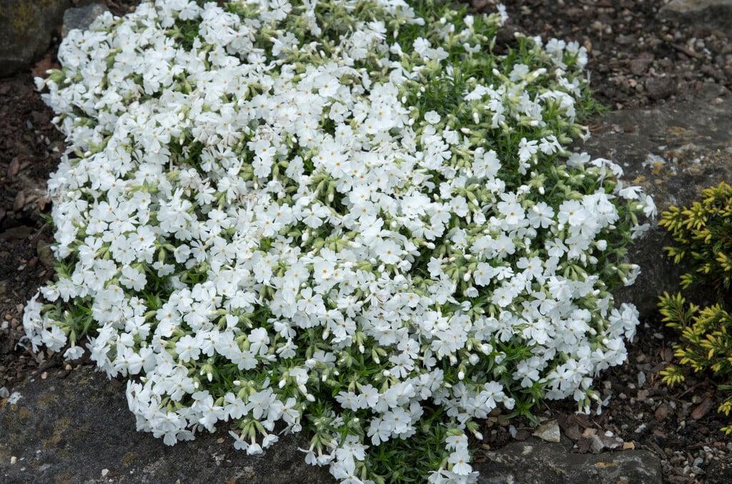 moss phlox 'Snowflake'