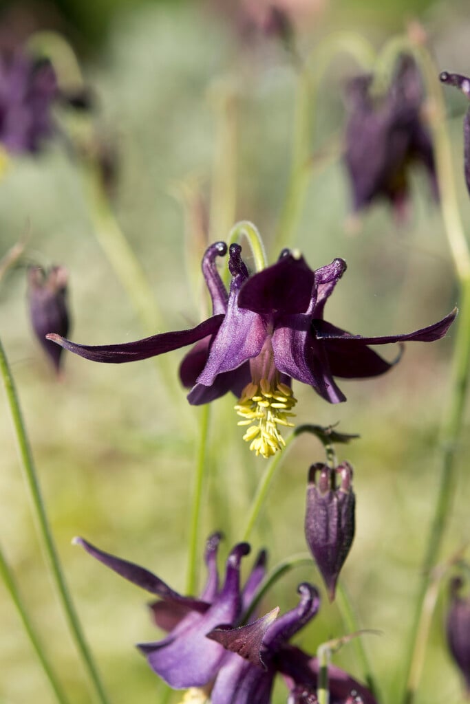 dark columbine