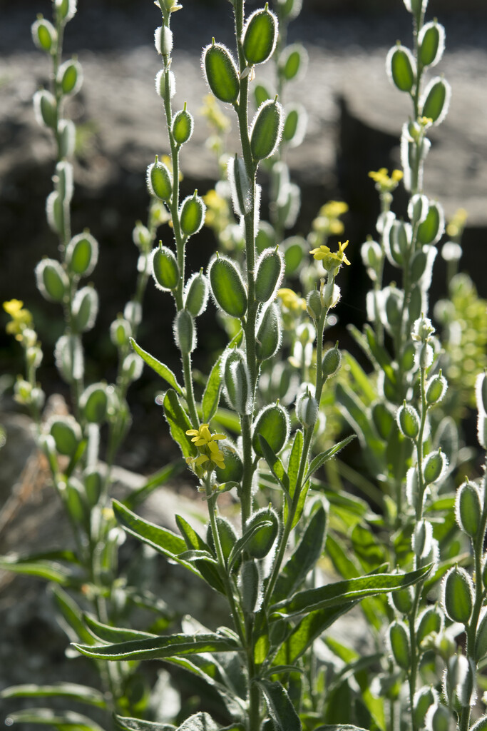 <i>Fibigia</i> <i>eriocarpa</i>