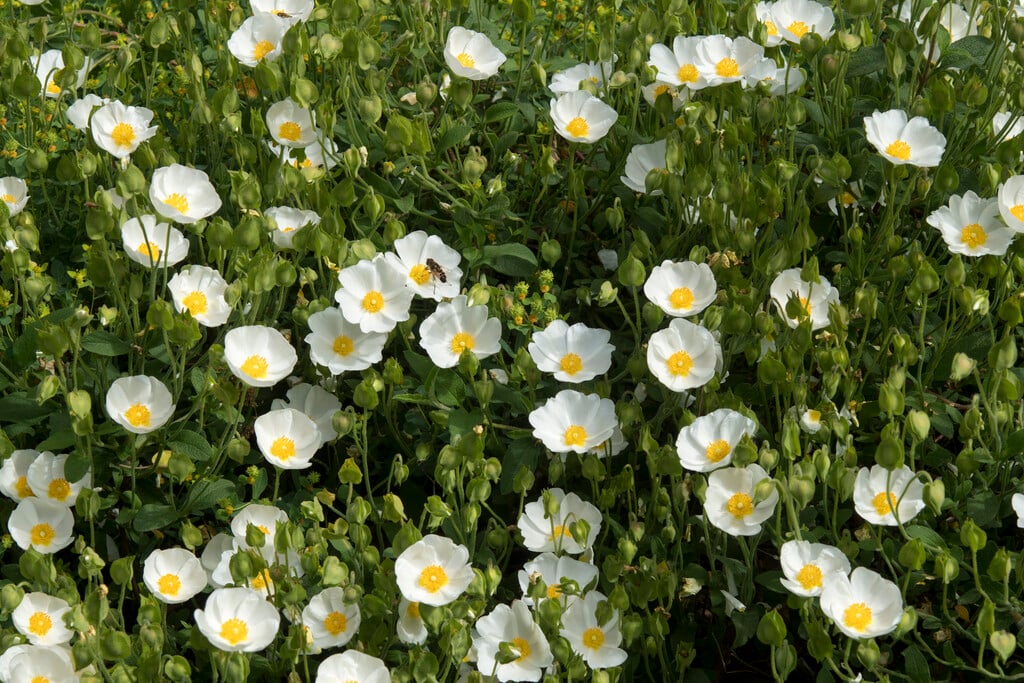 <i>Cistus</i> <i>sintenisii</i>